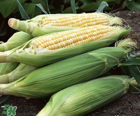 六月份可以種玉米嗎？六月份種玉米晚嗎？