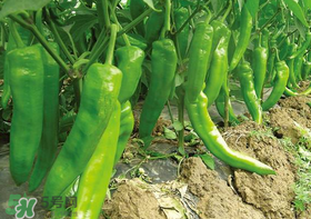 六月份可以種辣椒嗎？辣椒幾月份播種？