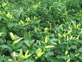 六月份可以種辣椒嗎？辣椒幾月份播種？