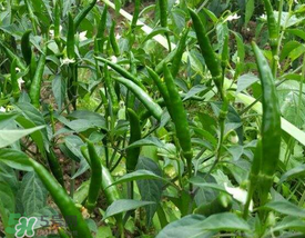 六月份可以種辣椒嗎？辣椒幾月份播種？