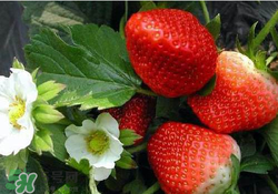 六月份還有草莓嗎？6月份的草莓能吃嗎？