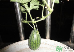 6月份可以種西瓜嗎？六月份還能種西瓜嗎？