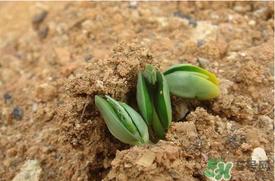 6月份可以種西瓜嗎？六月份還能種西瓜嗎？