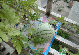 6月份可以種西瓜嗎？六月份還能種西瓜嗎？