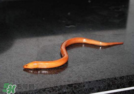 坐高鐵可以帶黃鱔嗎？活黃鱔能上高鐵嗎？