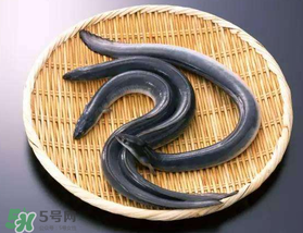 坐高鐵可以帶黃鱔嗎？活黃鱔能上高鐵嗎？