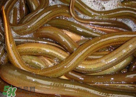 黃鱔可以帶上火車嗎？黃鱔能過安檢嗎？