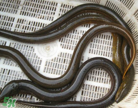 黃鱔可以帶上火車嗎？黃鱔能過安檢嗎？