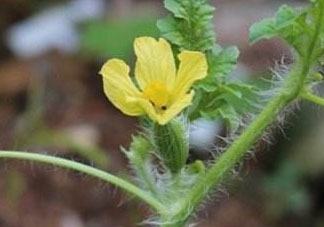 6月份可以種西瓜嗎？六月份還能種西瓜嗎？