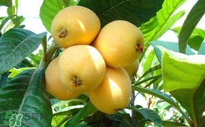 孕婦怎么吃枇杷好？孕婦能吃枇杷膏嗎？