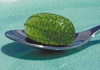 迷你拇指西瓜怎么種？迷你西瓜種植方法