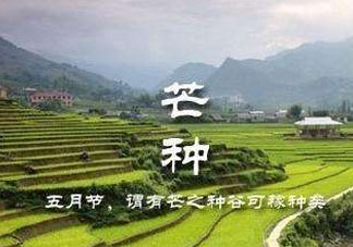 芒種種什么？芒種種什么疏菜？