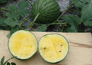 特小鳳西瓜多少錢一斤2017？特小鳳西瓜價(jià)格