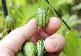 迷你西瓜種子哪兒有賣？迷你西瓜種子哪里可以買