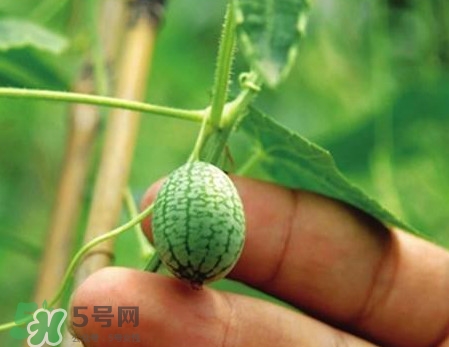 迷你西瓜是轉(zhuǎn)基因水果嗎？迷你西瓜是不是轉(zhuǎn)基因？