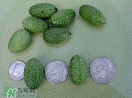 迷你西瓜是轉(zhuǎn)基因水果嗎？迷你西瓜是不是轉(zhuǎn)基因？