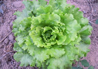 六月份可以種生菜嗎？夏天可以種生菜嗎？