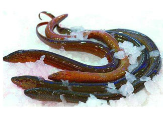 鱔魚(yú)死了多久不能吃？剛死的鱔魚(yú)能吃嗎？
