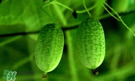 迷你西瓜種子哪兒有賣？迷你西瓜種子哪里可以買