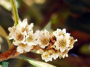 枇杷花怎么煲湯？枇杷花煲湯搭配什么最佳？