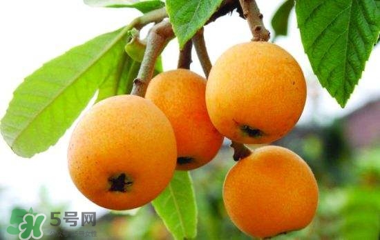 孕婦能吃枇杷嗎？孕婦吃枇杷對胎兒好嗎？