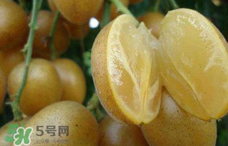 黃皮果多少錢一斤2017？黃皮果價格