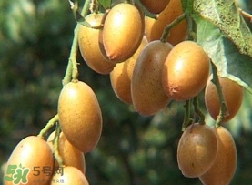 雞心黃皮幾年才掛果？雞心黃皮如何種植管理