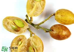 雞心黃皮核可以種植嗎？雞心黃皮核能栽培嗎