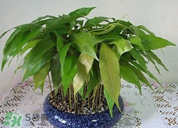 荔枝核能種嗎？荔枝核怎么種出盆栽