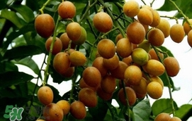 黃皮果怎么扦插？黃皮果種植技術(shù)