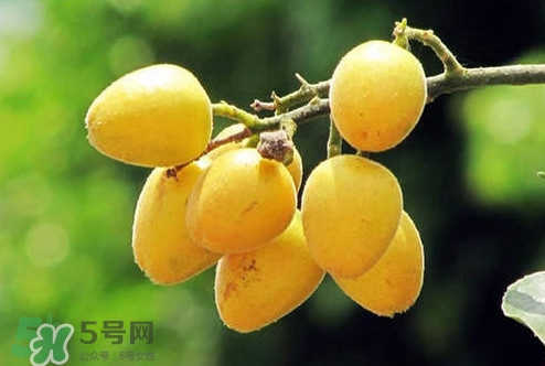 雞心黃皮幾年才掛果？雞心黃皮如何種植管理