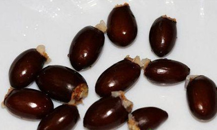 荔枝核有毒嗎？荔枝核能吃嗎