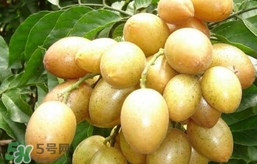 黃皮果怎么扦插？黃皮果種植技術(shù)