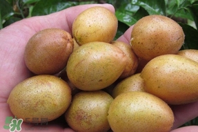 黃皮果可以泡酒嗎？黃皮果泡酒有什么作用