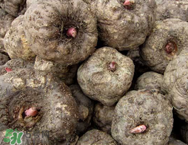 魔芋可以放冰箱嗎？魔芋能放冰箱冷藏嗎？