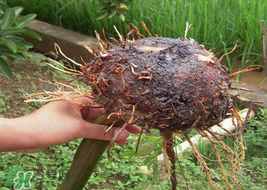 魔芋可以放冰箱嗎？魔芋能放冰箱冷藏嗎？