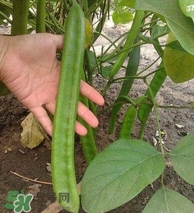 刀豆什么時(shí)候播種？刀豆幾月份播種