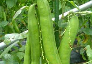 刀豆什么時候播種？刀豆幾月份播種