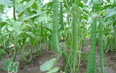 刀豆什么時(shí)候播種？刀豆幾月份播種