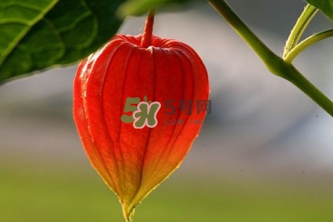 姑娘果多少錢一斤2017？姑娘果哪里有賣