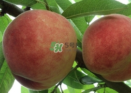 紅不軟桃?guī)自路莩墒?？紅不軟桃什么時候成熟