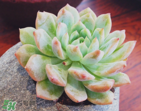 六月份可以買多肉嗎？六月可以種多肉嗎？