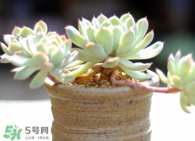 六月份可以買多肉嗎？六月可以種多肉嗎？