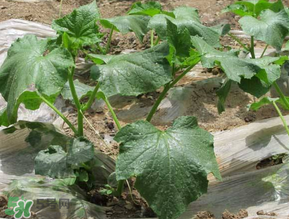 六月可以種黃瓜嗎？黃瓜什么時候播種？