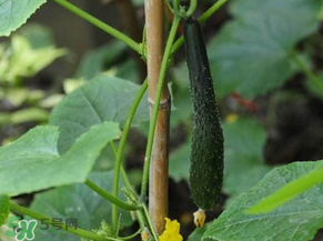 六月可以種黃瓜嗎？黃瓜什么時候播種？