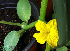 六月可以種黃瓜嗎？黃瓜什么時候播種？