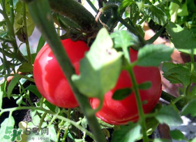 六月份可以種西紅柿嗎？西紅柿什么時候種？