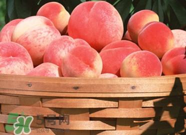 血桃產(chǎn)地在哪？血桃哪些地方產(chǎn)