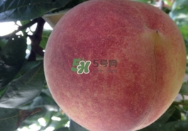 血桃多少錢一斤2017？血桃哪個(gè)品種最好吃