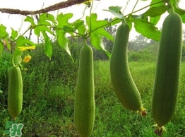 絲瓜水有什么作用？絲瓜水的功效與作用